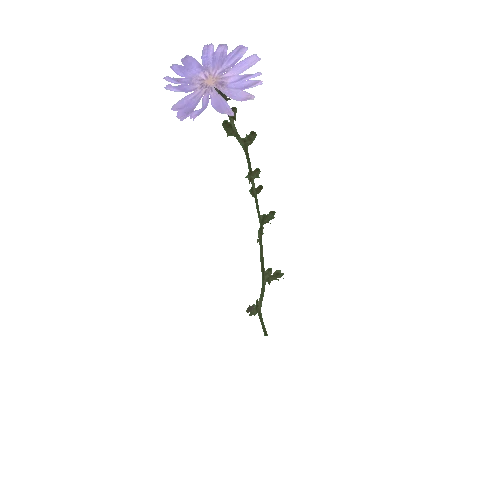 tall_weed_flower_05