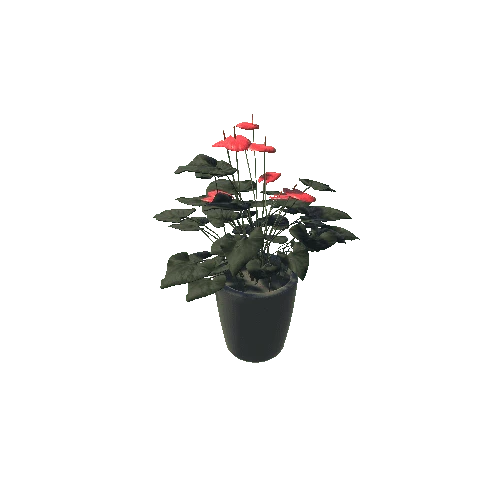 Plant_1