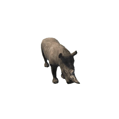 Rhinoceros