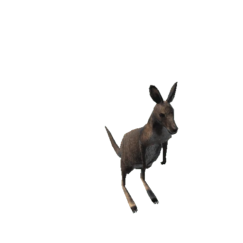 Kangaroo