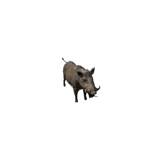 boar_sv_ip_mx_HP_dirt