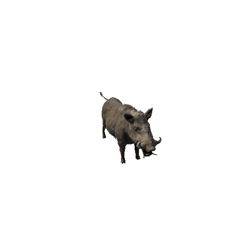 boar_sv_ip_mx_SHP_dirt