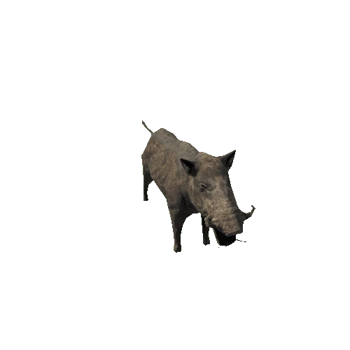 boar_sv_rm_mx_SLP_dirt