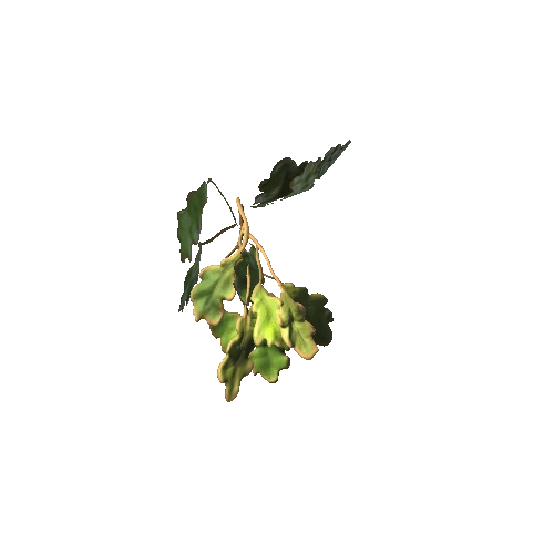 oak_leaf