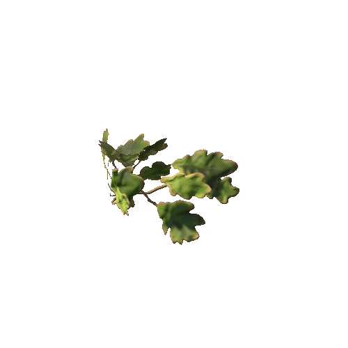 oak_leaf_02