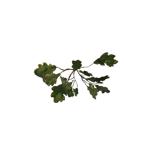 oak_leaf_06