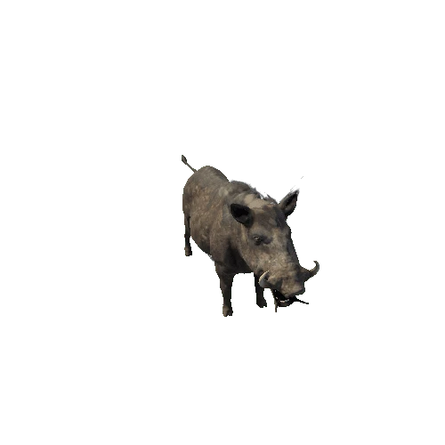 boar_sv_rm_mx_SHP_dirt