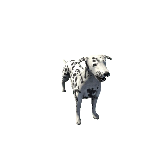 Dalmatian_SV_RM_LP