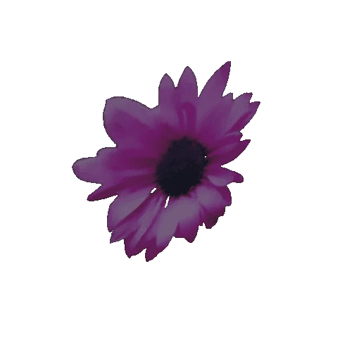 flower_02