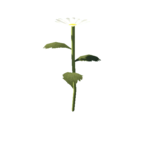 plant_03