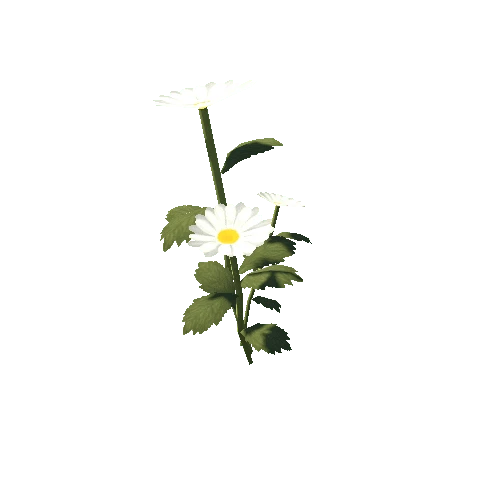 plant_04