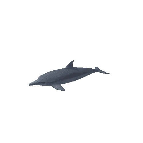 Dolphin