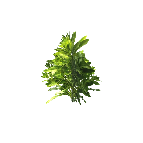 Plant03B