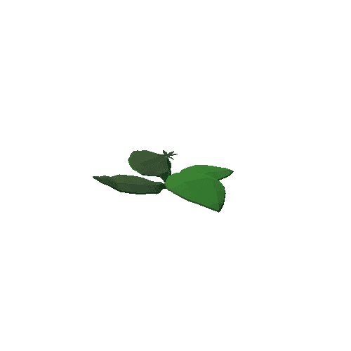 Pad_Plant_4_Leaves_Flower