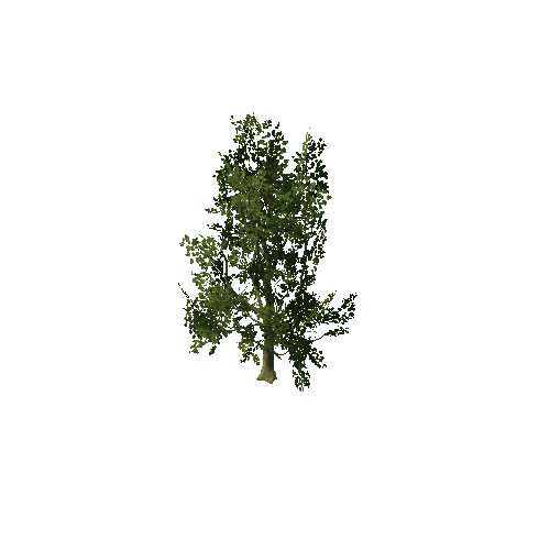 Tree_4861