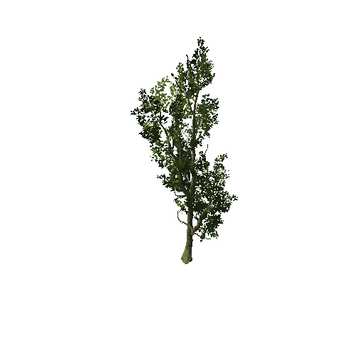 Tree_5063