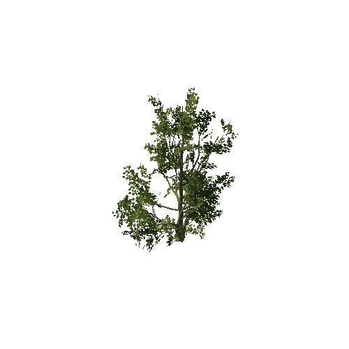 Tree_5506