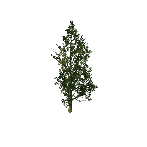 Tree_6136