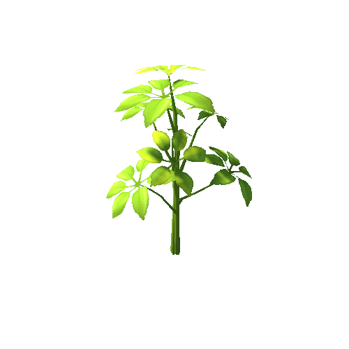plants_04
