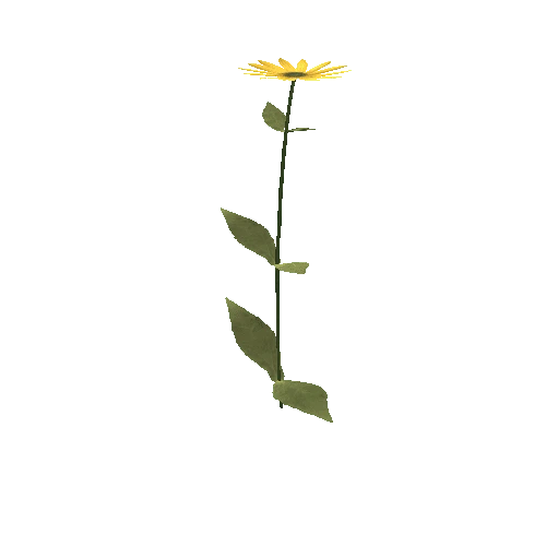 sunflower_01