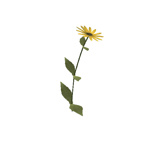 sunflower_04