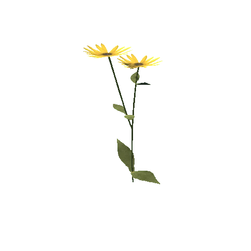sunflower_05
