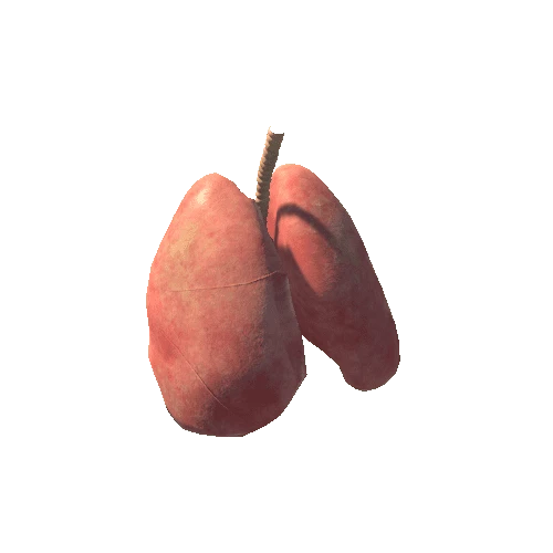 Lungs