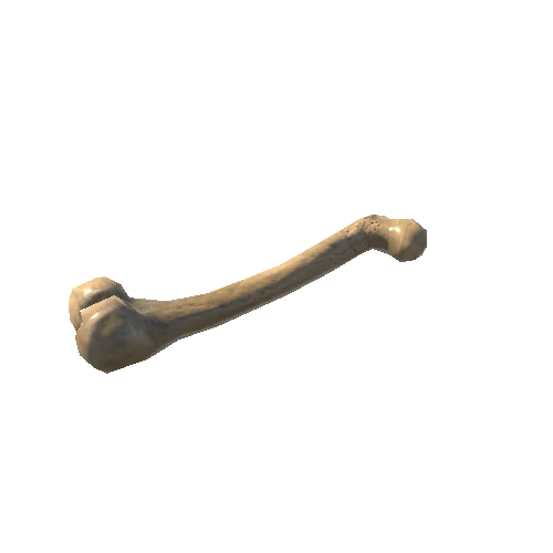 bone_05