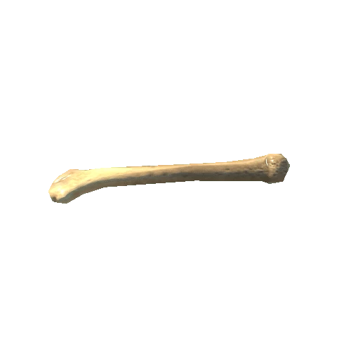 bone_06