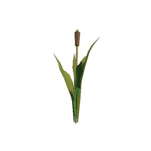 Plant_06