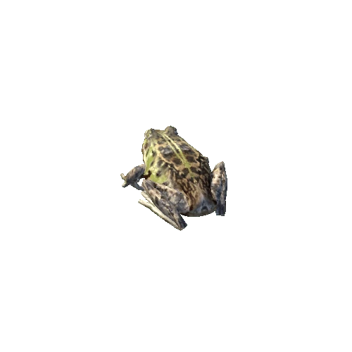 frog_arabesquiticA