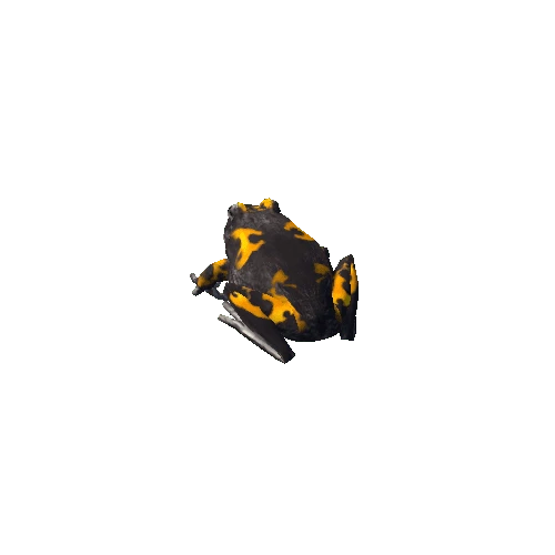 frog_yellowAndBlack