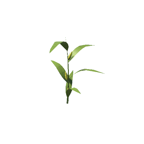 Corn_Plant