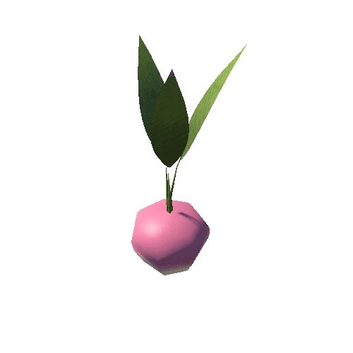 Turnip_Fruit