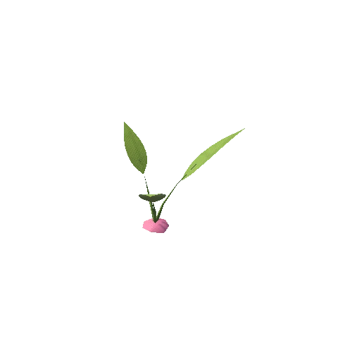 Turnip_Plant