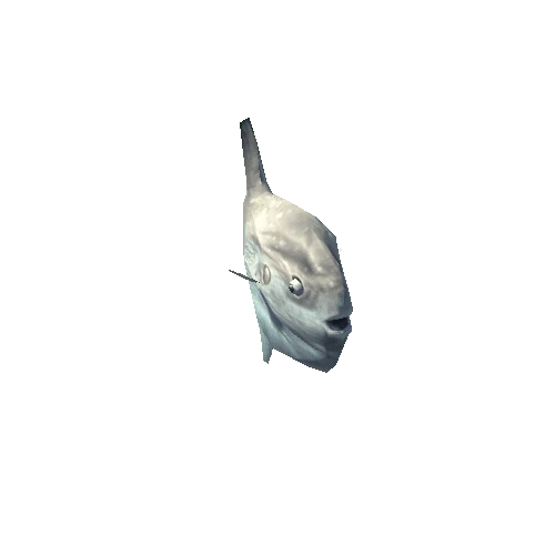 Sunfish_Anim_Float