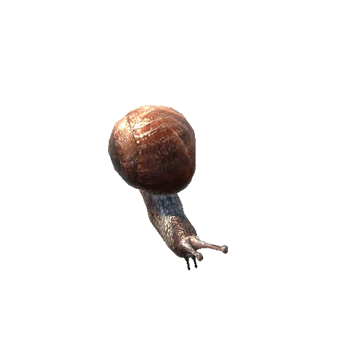 Snail