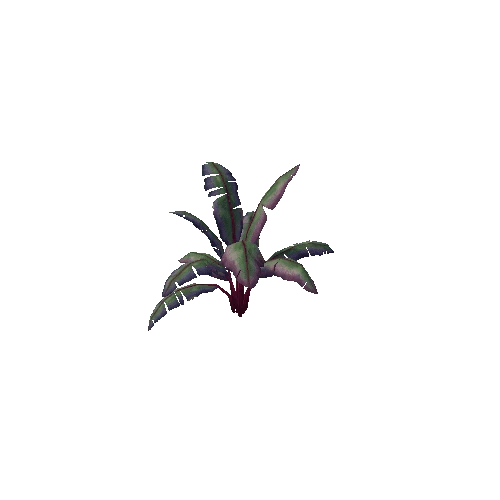 Big_Leaf_Exotic_Plant