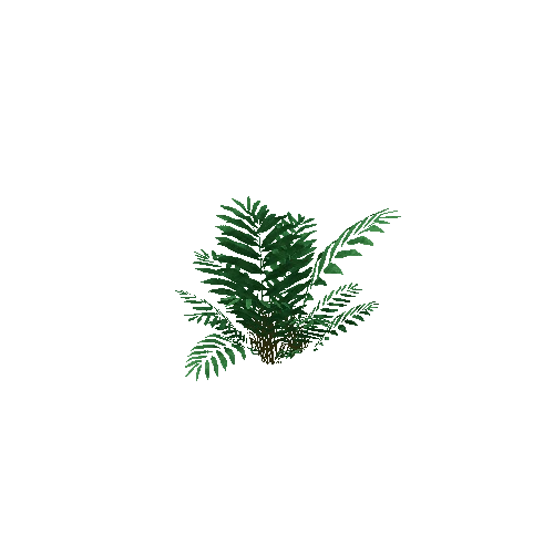 Common_Fern