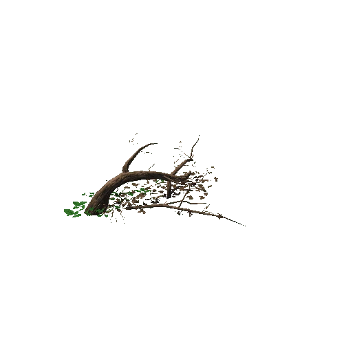 SP_Dead_Branch