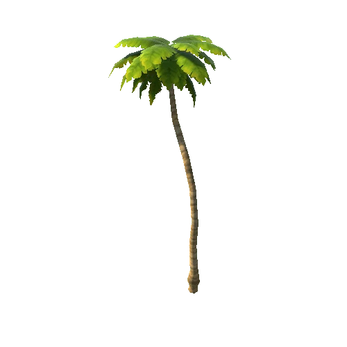 palm_02