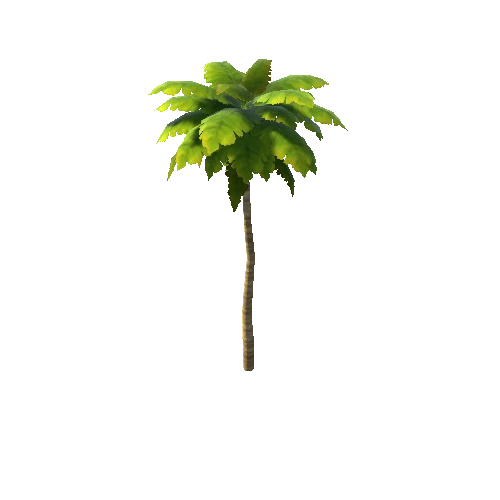 palm_03