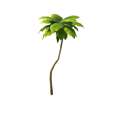 palm_05