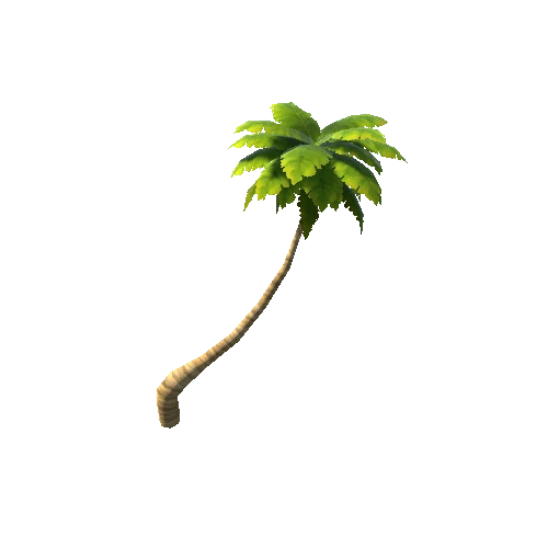 palm_06