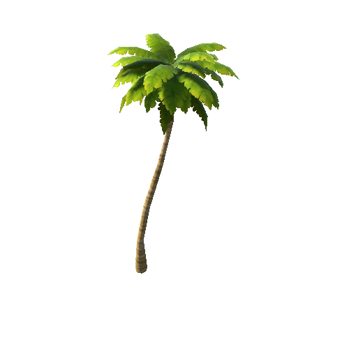 palm_07