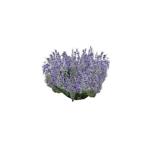 LavenderA_pf