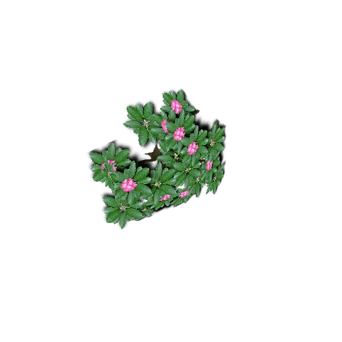 RhododendronA_pf