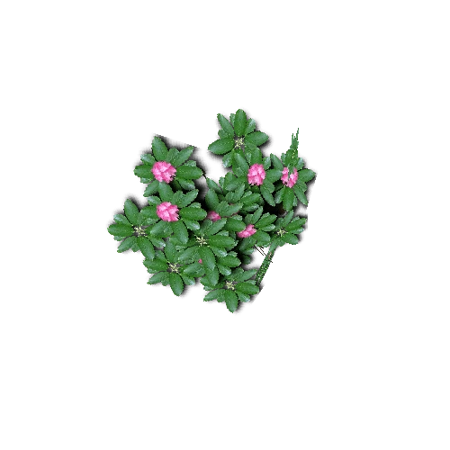 RhododendronB_pf