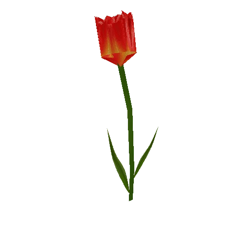 TulipA_Red_pf