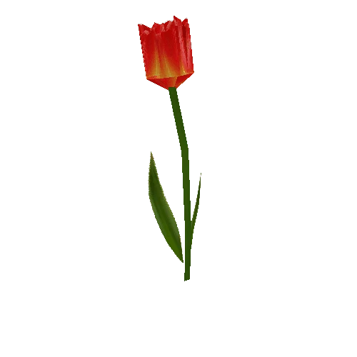 TulipB_Red_pf